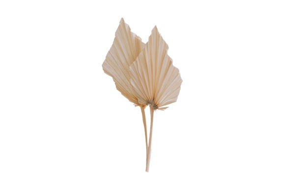 226 Dried Decorative Leaves Isolated for Creative Projects